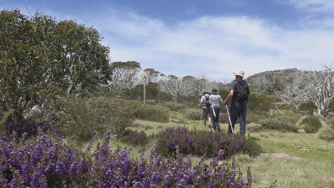 Wildflowers, Snowy Mountains. Picture: NSW Dept of Environment