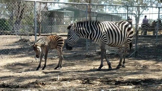 Meet Queensland's first zebra foal