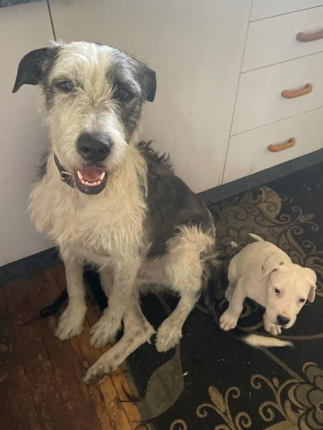 Pepper and Molly the Wolfhounds are crowned the winners of Roma's cutest dog for 2023. Picture: Supplied.