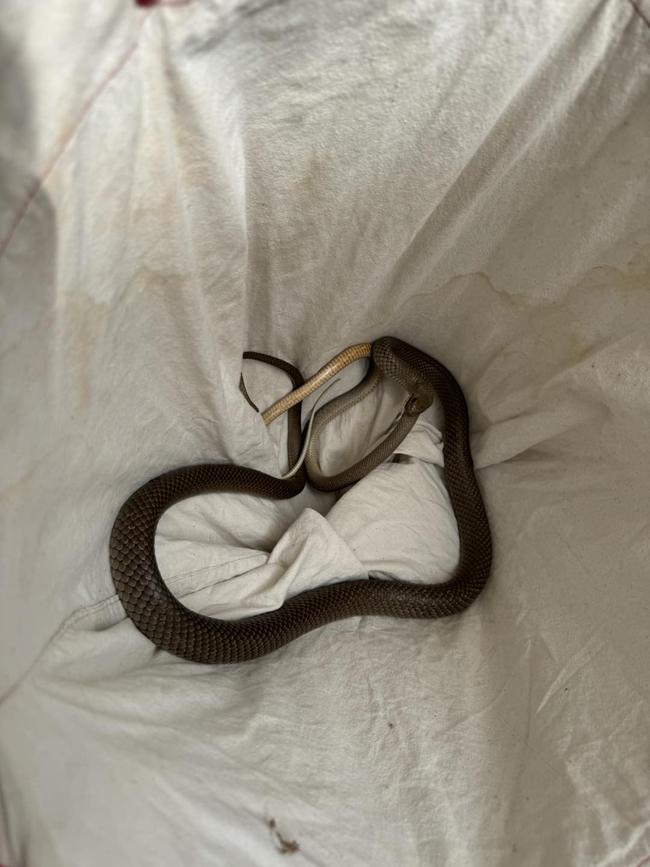 Snake Catchers Adelaide posted a brown snake eating a smaller brown snake. Picture: Snake Catchers Adelaide