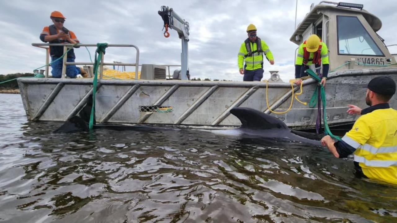 Petuna Seafood workers help to rescue stranded pilot whales in Macquarie Harbour. Picture: Petuna Seafoods