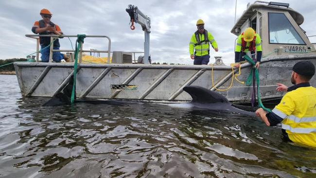 Petuna Seafood workers help to rescue stranded pilot whales in Macquarie Harbour. Picture: Petuna Seafoods