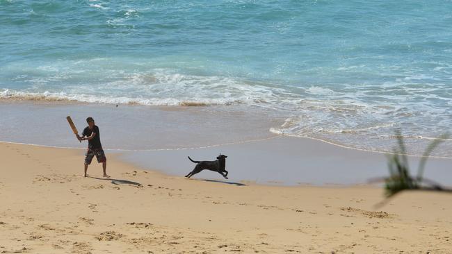 Dogs are being poisoned on Sunshine Coast beaches.