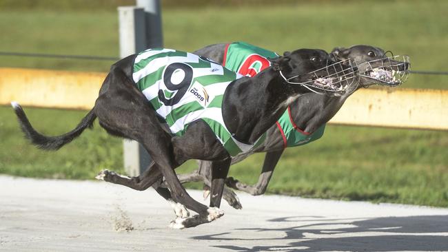 Greyhounds racing in this file photo.