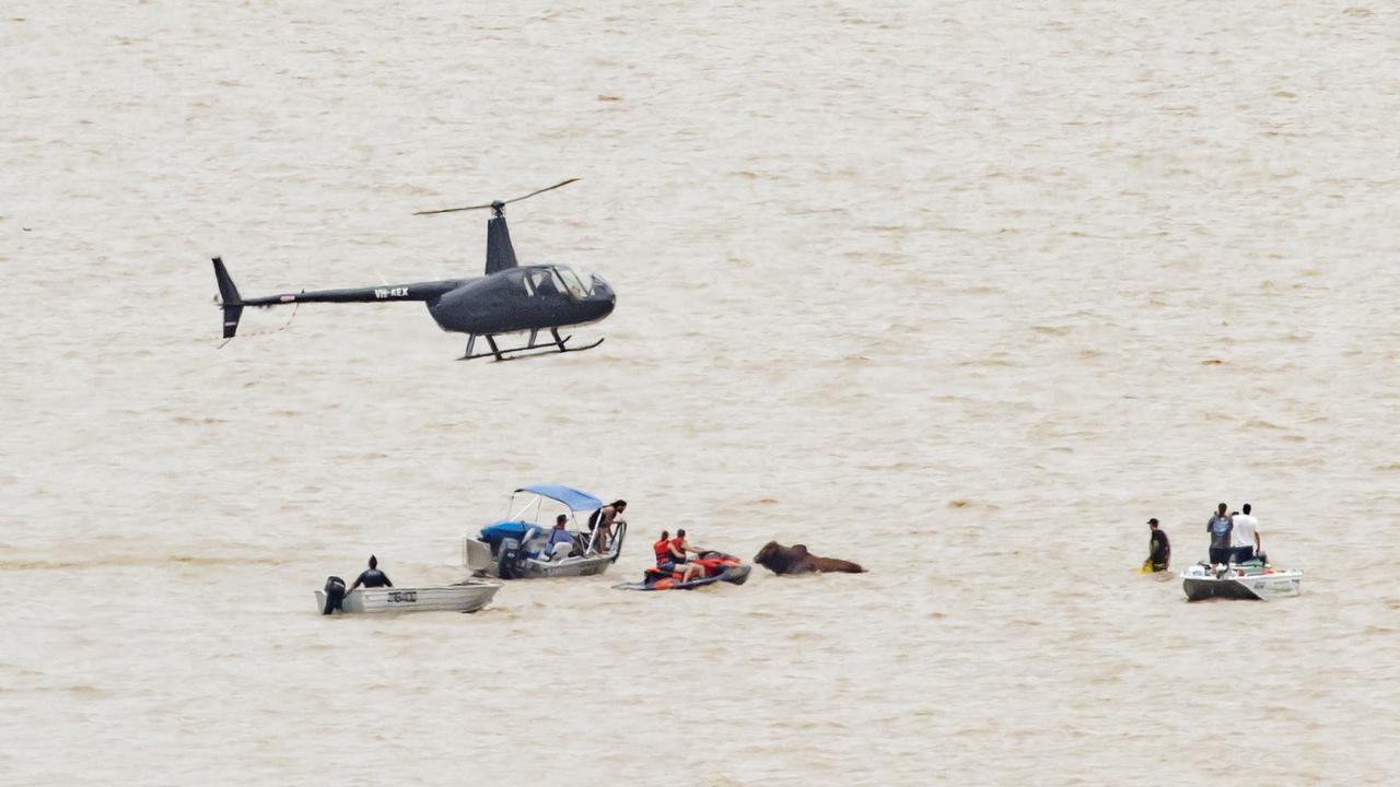 Livestock has been washed down the Mary River. Picture: Lachie Millard