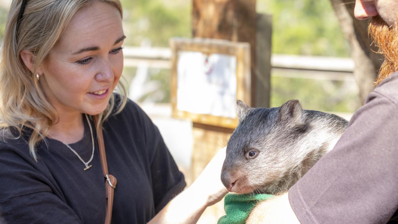 Almost 700,000 Tasmanian wildlife killed in 2023, property permits data shows