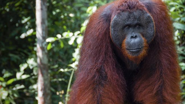 Orangutan in Tanjung Puting National Park, Indonesia.