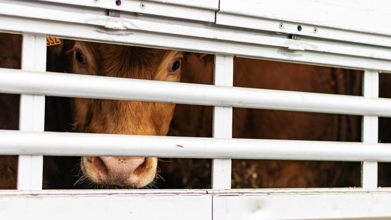 Albanese government rejects offer to settle live export class action