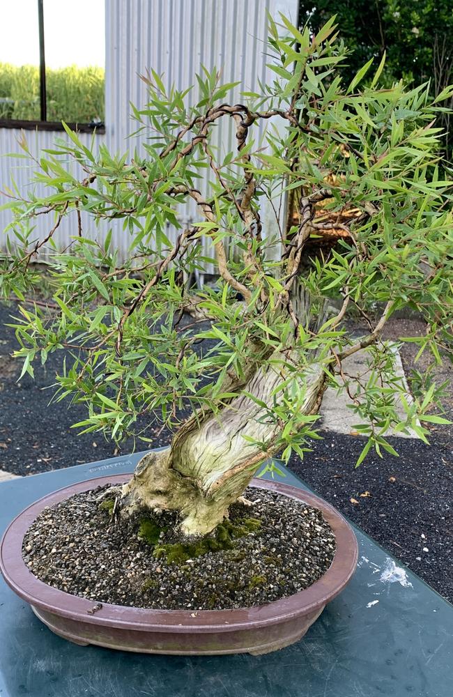 Michael Watt's Australian native Melaleuca done in a natural style, not a bonsai style. While is a single trunk-line with layered branches.