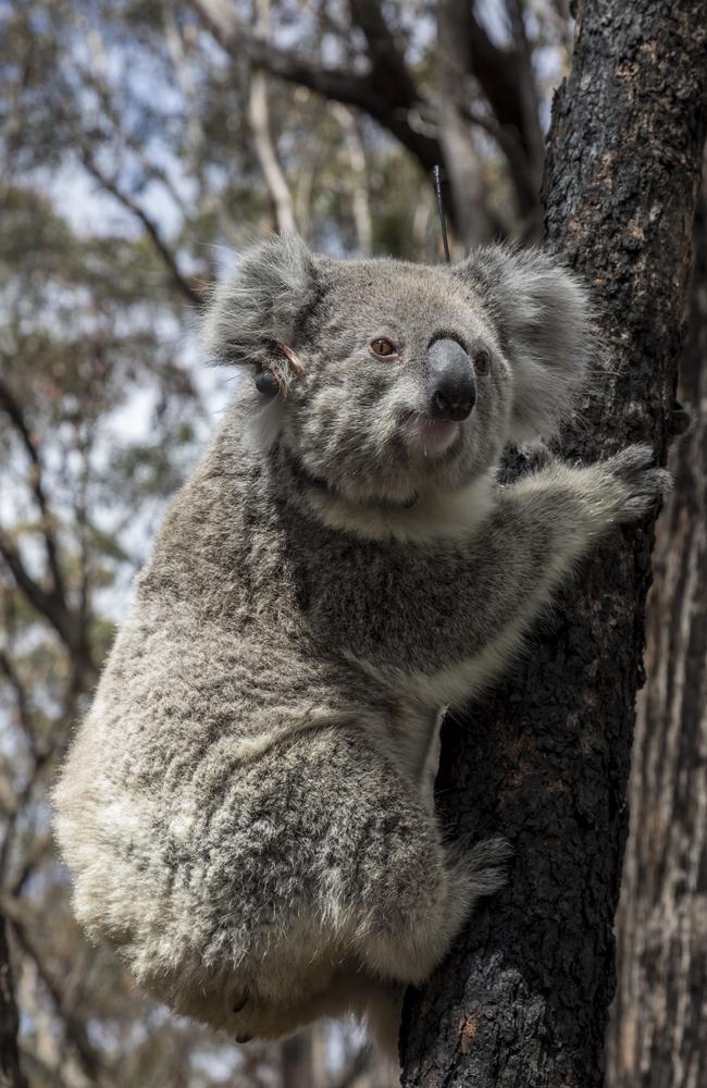 The first koala to return to the wild with a tracking device fitted. Picture: Science For Wildlife