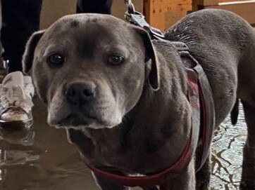 A terrified dog spent 24 hours trapped on a table in Maribyrnong.