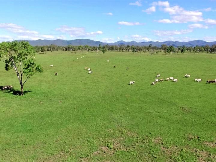 Galloway Plains, a cattle grazing property west of Calliope, sold at auction for $15 million.