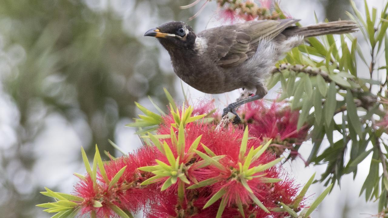 Sex in the garden | The Australian