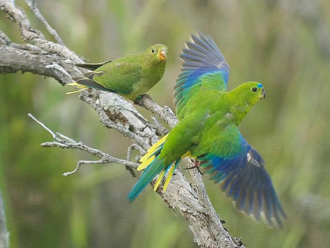 There are only three (3) breeding pairs of Orange Bellied Parrots left in the wild. Dejan Stojanovic of ANU (Australian National University) speaks to the media about a last ditch effort to save the species before extinction. Pictured are Orange Bellied Parrots. Picture: MARK HOLDSWORTH.