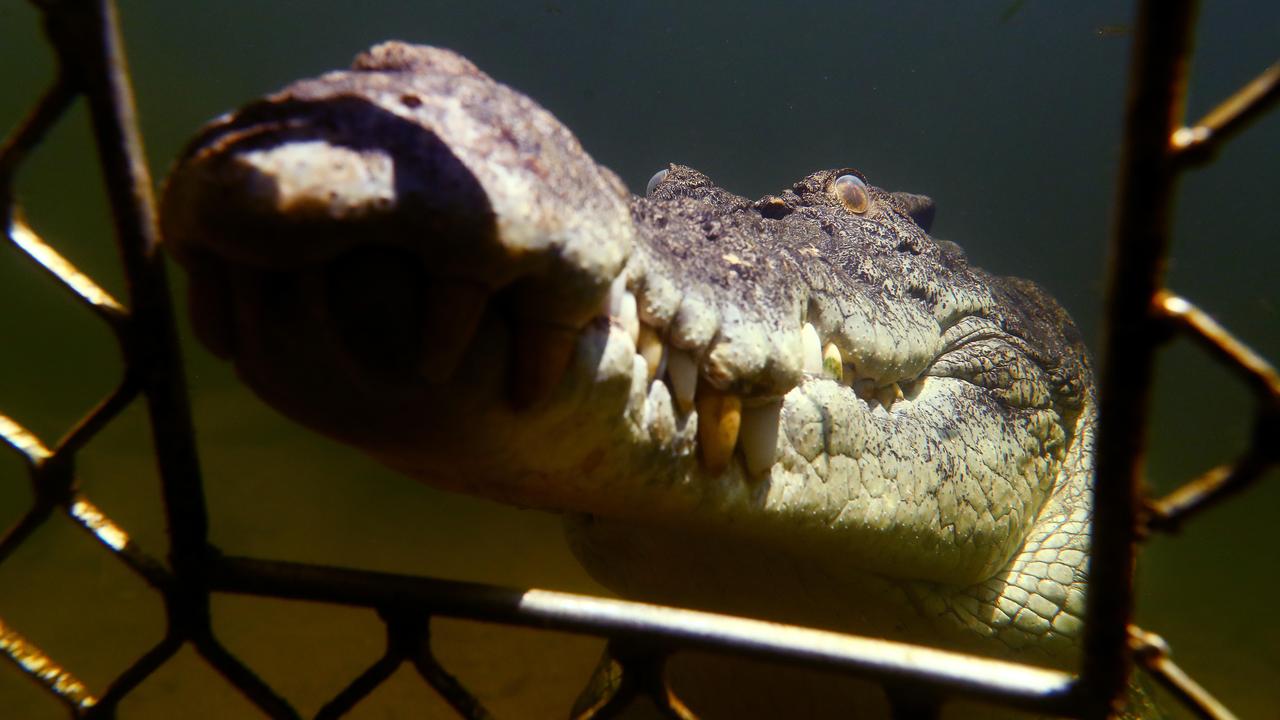 Smaug has been featured in dozens of documentary's and movies in his filming pen. Picture: Justin Kennedy