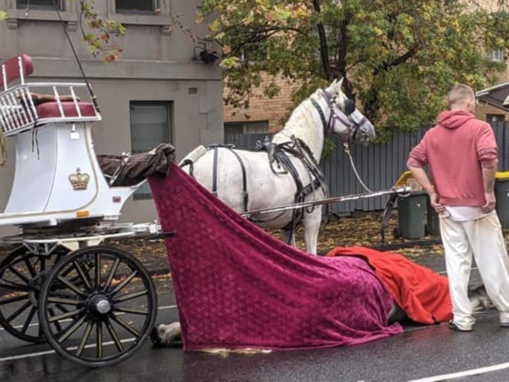 RSPCA is investigating after distressing photographs of a dead horse still hitched up to a carriage on the streets of Melbourne surfaced. Picture: Supplied