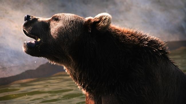 The bears will continue to have the loudest say for a while yet in crypto, it seems. Picture: John Barker/iStock