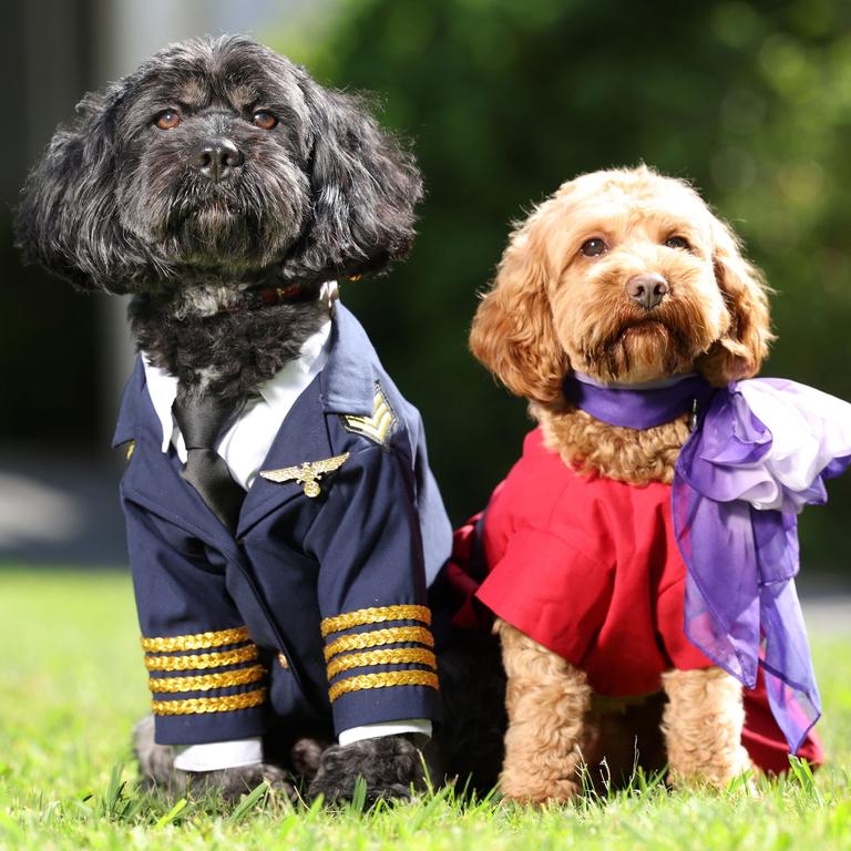 Virgin Australia has announced plans to allow small dogs and cats in the cabin within 12 months. Picture: Virgin Australia