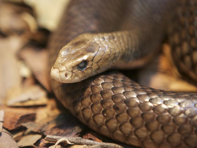 "The eastern brown snake (Pseudonaja textilis), often referred to as the common brown snake, is a species of genus Pseudonaja. This snake is considered the second most venomous land snake based on its LD50 value (SC) in mice." Picture: istock