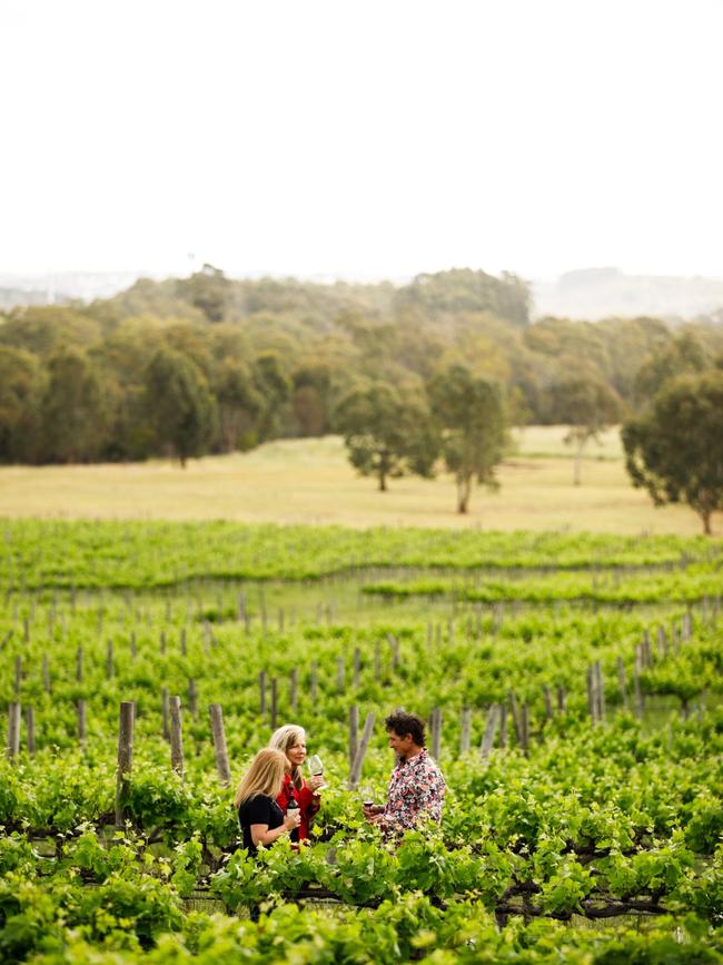 The vines at McLaren Vale's Gemtree Wines.