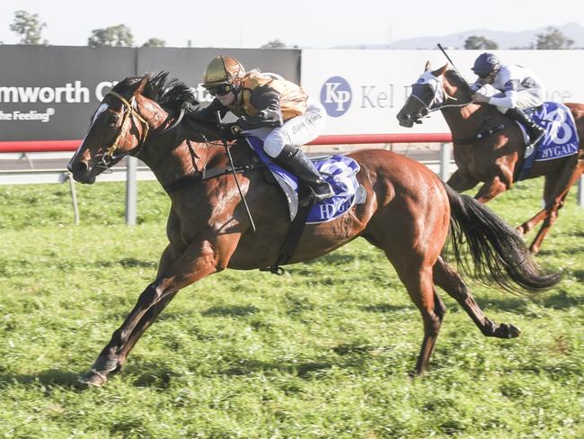 Deep Rouge is Wayne Brown's best chance at Tamworth. Picture: Bradley Photos