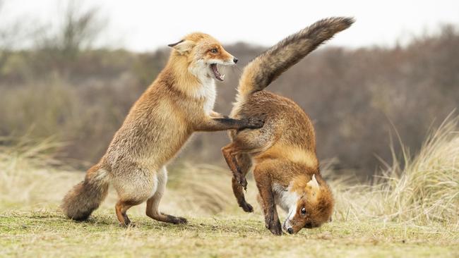 Photographer Alastair Marsh’s entry, titled Waltz Gone Wrong! It was recognised in the Highly Commended Winners. Picture: Alastair Marsh