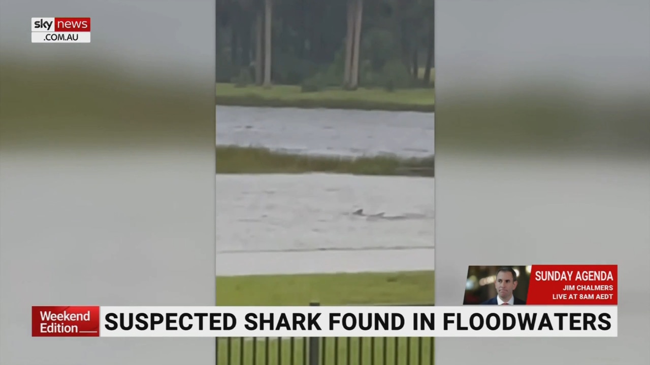 Video shows suspected shark swimming in Florida backyard