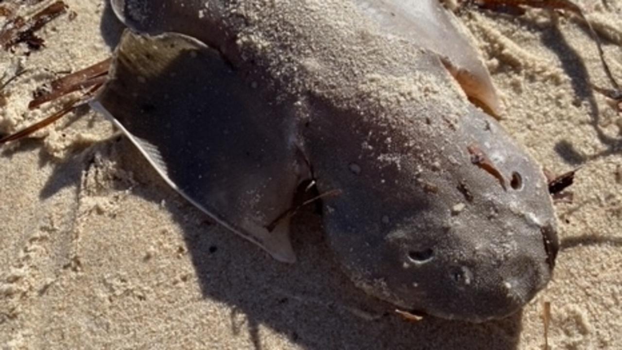 Rare sharks found dead on Yorke Peninsula sparking fresh concerns