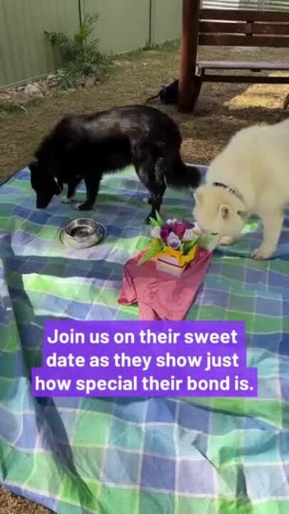 Blaze and Maggie at the AWLQ shelter in Coombabah