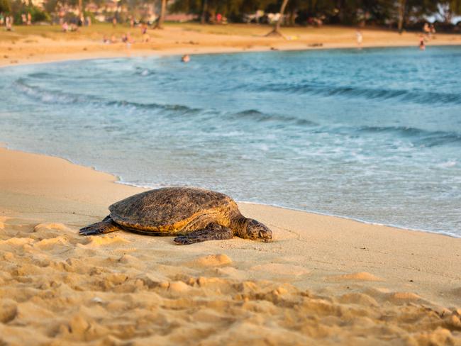SHARE THE SHORE WITH TURTLES The beaches of Kauai are a nesting location for green sea turtles. See these magnificent animals come to shore to lay their eggs between May and September. If you’re lucky you may also spot a hawksbill or leatherback turtle, both endangered.