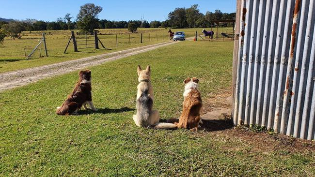 The dogs didn’t stand a chance. Picture: Candice Gurtner