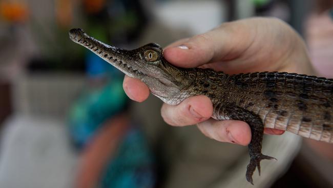 Airbnb owner Sarah Weatherhead-Kous and son Alex Kous with croc Brutus at their Rapid Creek home. Picture: Pema Tamang Pakhrin