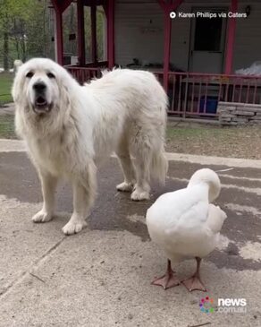 Dog and goose make for unlikely best friends