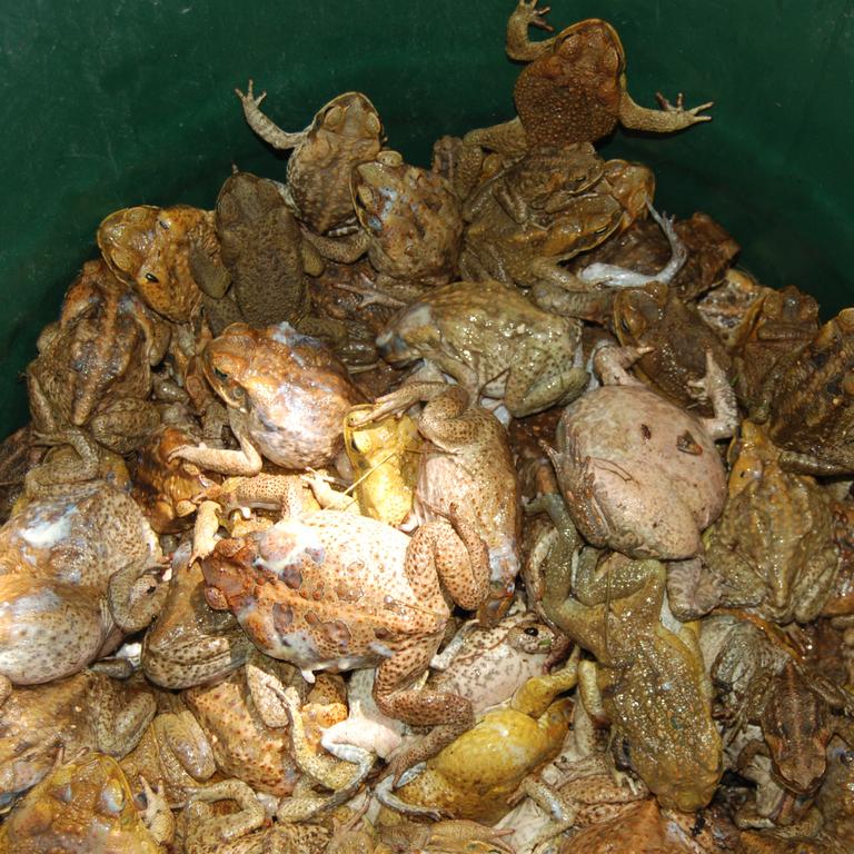 A bunch of cane toads in a bin, where some might argue they belong.