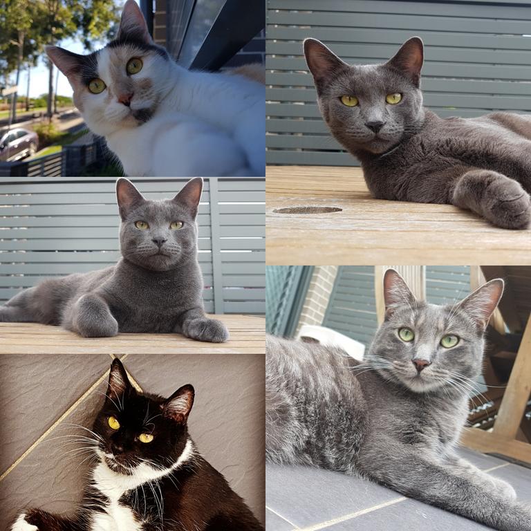 35: Meet my purrrfect family! Ziva, Jaws, Mia, Ducky &amp; Gus. All were stray cats, 4 of which were born on our property. Our big boy Jaws keeps our fur family in order! He looks after his sick Mum Ziva (FIV) &amp; my boyfriend and I. The furbabies are our world but Jaws is my guardian angel! I wouldn't have it any other way! Amanda House