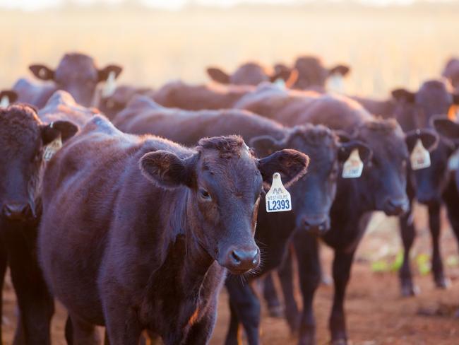 Supplied image of cattle from AACO Westholme Beef