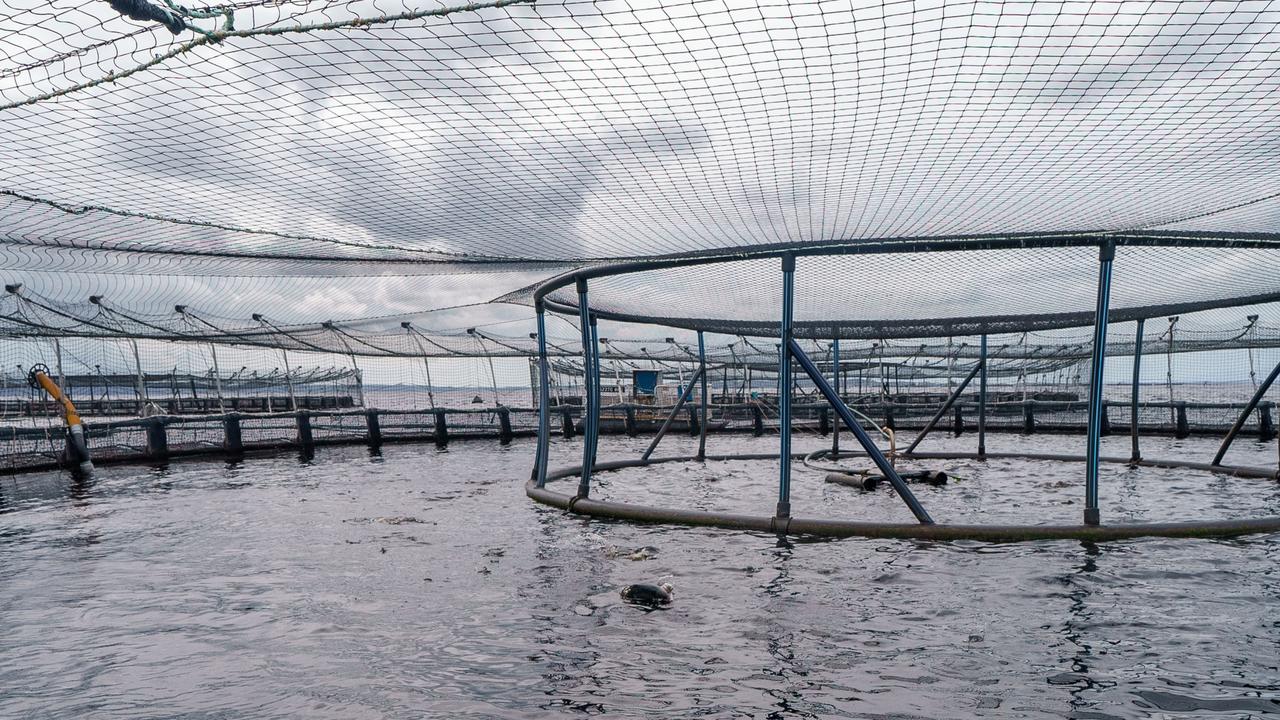 Tassal salmon pens in Strahan, Tasmania. Picture: NewsWire / Supplied