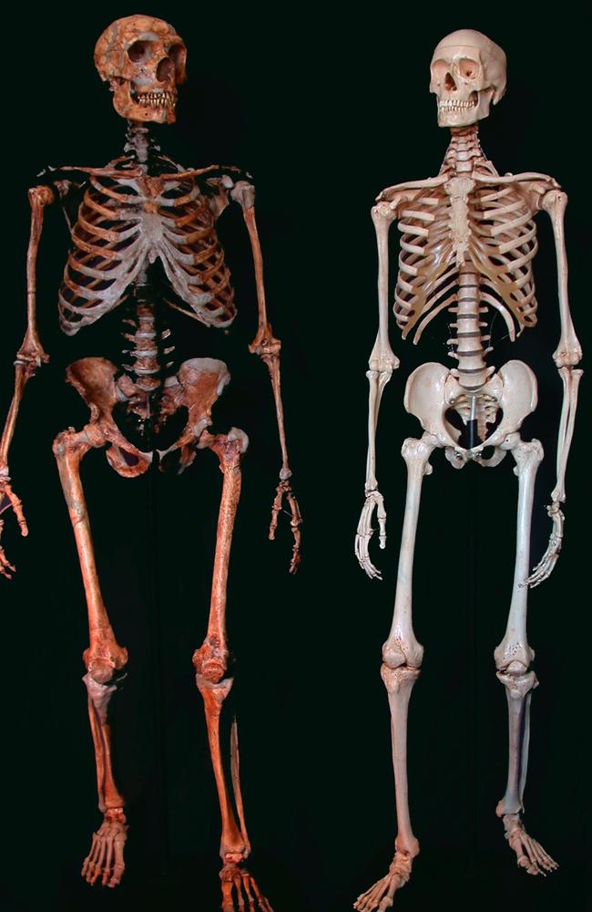 A Neanderthal (L) and Modern Human Skeleton. Picture: Ian Tattersall