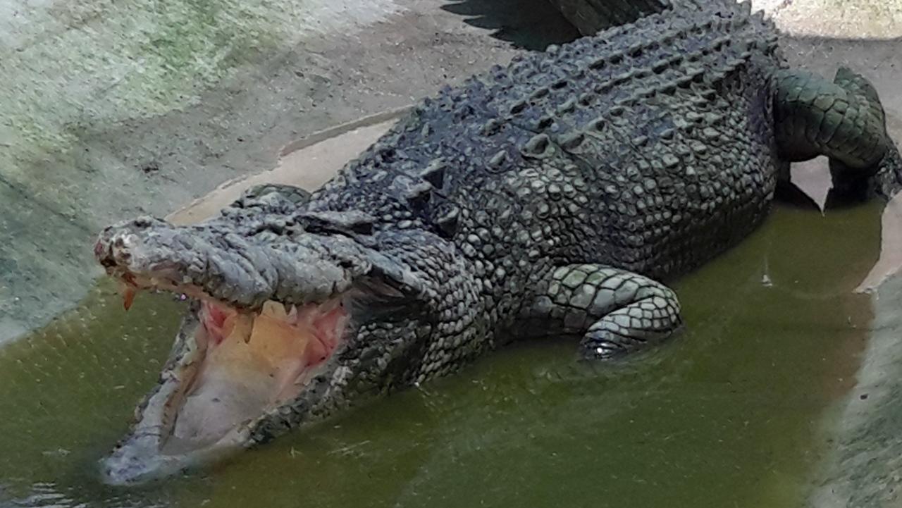 Veteran crocodile Jupiter finds sanctuary | The Australian