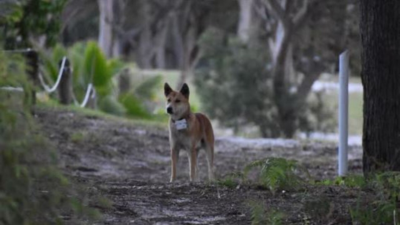 The pack at Orchid Beach is part of the trial.