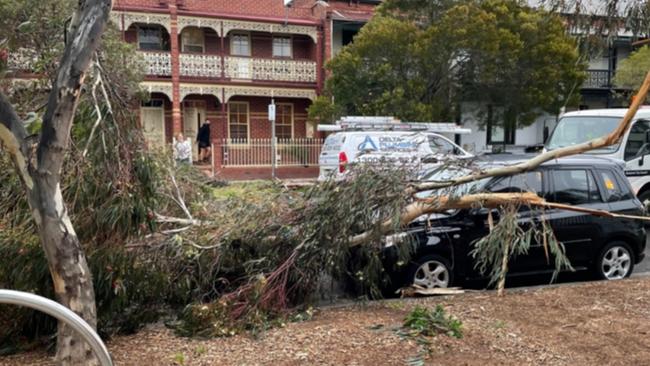 A tree on a car in Brunswick. Picture: Twitter