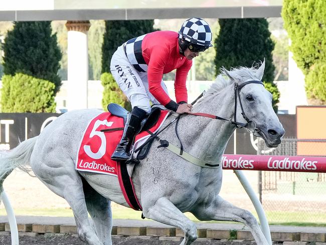 Queen Takes King (NZ) ridden by Tom Ryan wins the THE ROAD TO JERICHO at Moonee Valley Racecourse on November 15, 2024 in Moonee Ponds, Australia. (Photo by George Salpigtidis/Racing Photos via Getty Images)