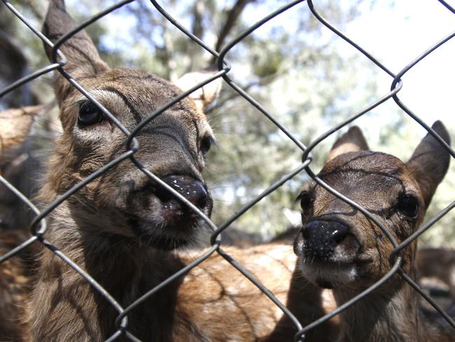 Room at the Inn ... Diane Nichols believes the California drought has caused an increase of the fawns being brought her facility, many coming in under nourished and dehydrated. Picture: AP Photo/Rich Pedroncelli