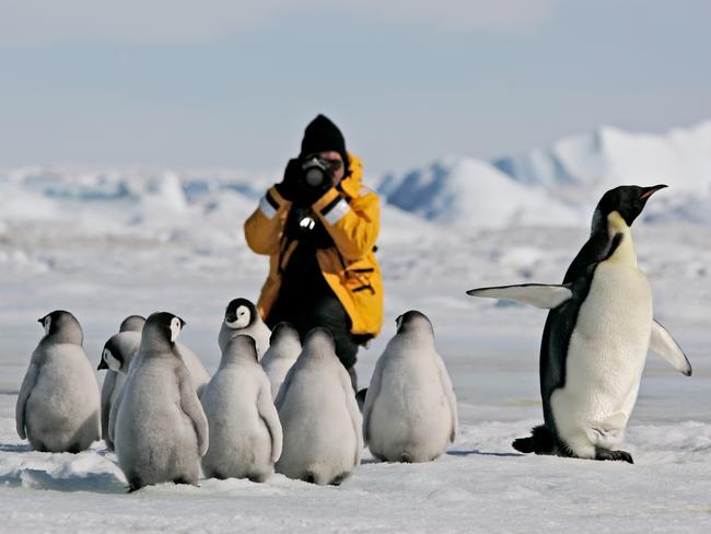 Photographer dressed in bright yellow jacket taking pictures of a group of Emperor penguin adult and chicks. Antarctica. Picture: Istock