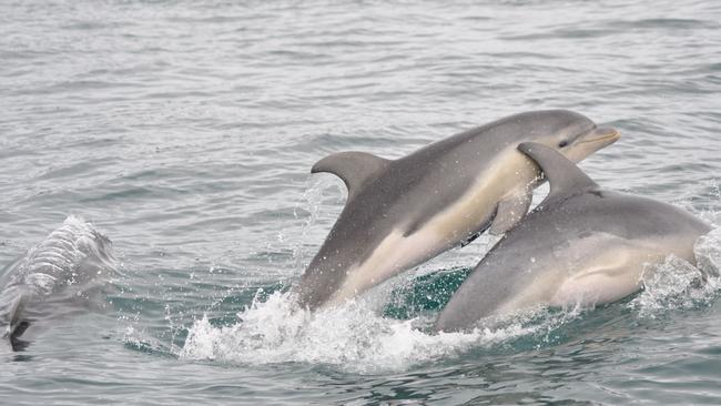 Burrunan dolphins are being studied using passive acoustic monitoring stations. Picture: Marine Mammal Foundation