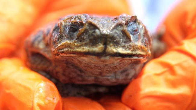 A cane toad.