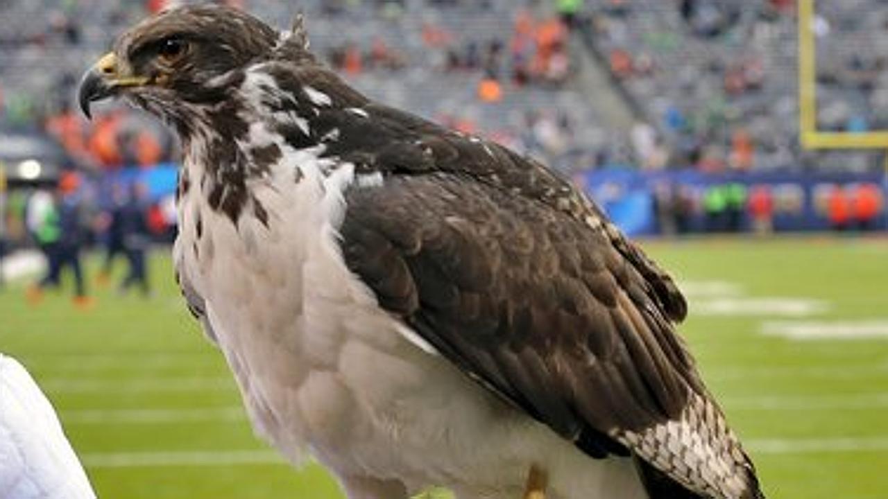 Seattle Seahawks bird mascot that flew into stands issues