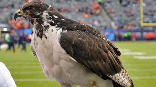 VIDEO: Bird mascot lands on fan’s head