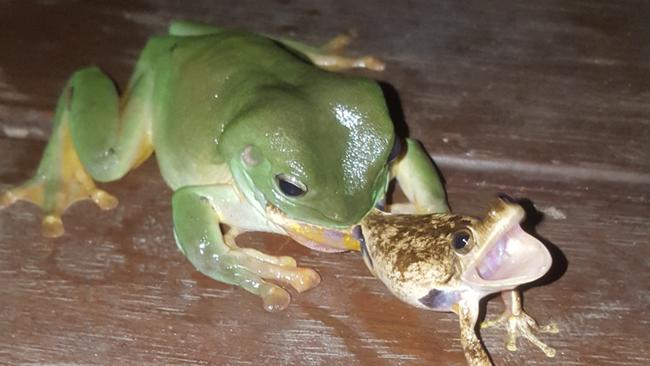 Green tree frog eating hot sale snake