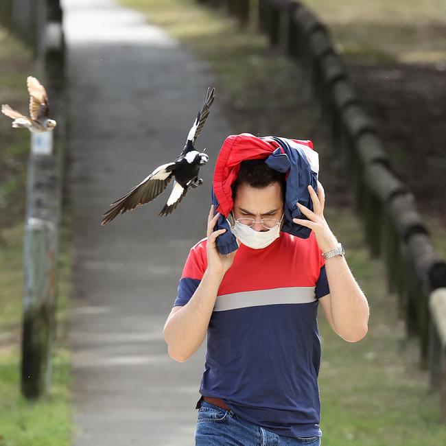 The magpie that caused the critical accident with Mia swooping a Brisbane local. Picture: Liam Kidston